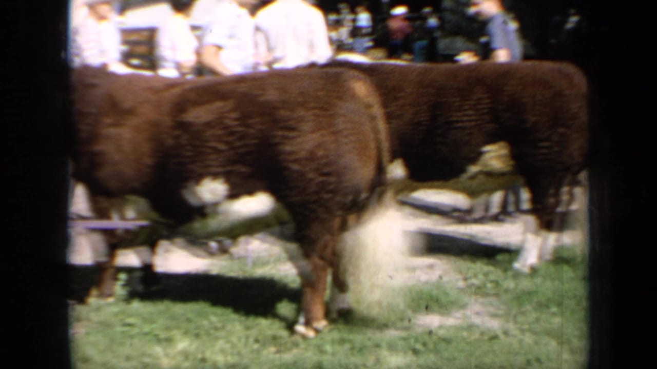 1964 Kansas 8mm frame with two brown-and-white cattle in the foreground and visitors gathered in the background.