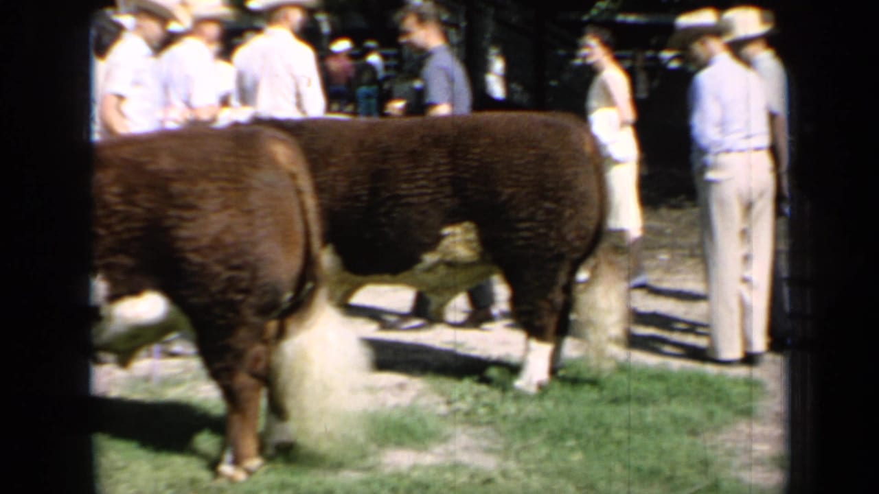 Kansas 1964 home-movie frame showing Hereford cattle near adults in hats at a county fairground.