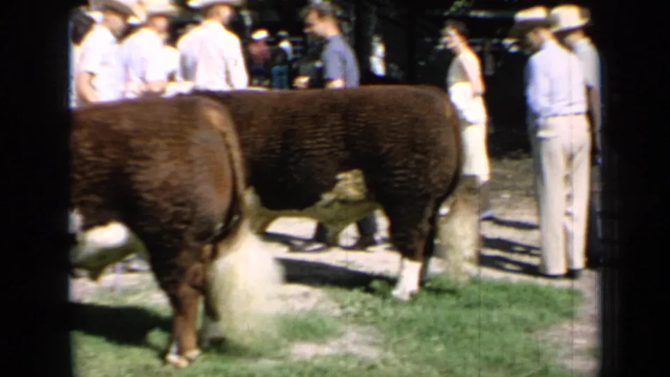 Kansas 1964 home-movie frame showing Hereford cattle near adults in hats at a county fairground.