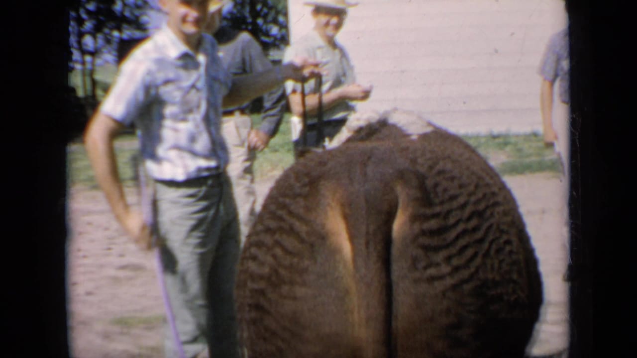 Kansas 1964 home-movie frame of a handler holding a lead near the rear of a Hereford show cow.