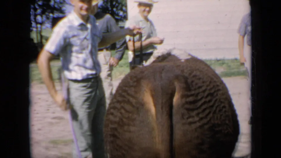 Kansas 1964 home-movie frame of a handler holding a lead near the rear of a Hereford show cow.