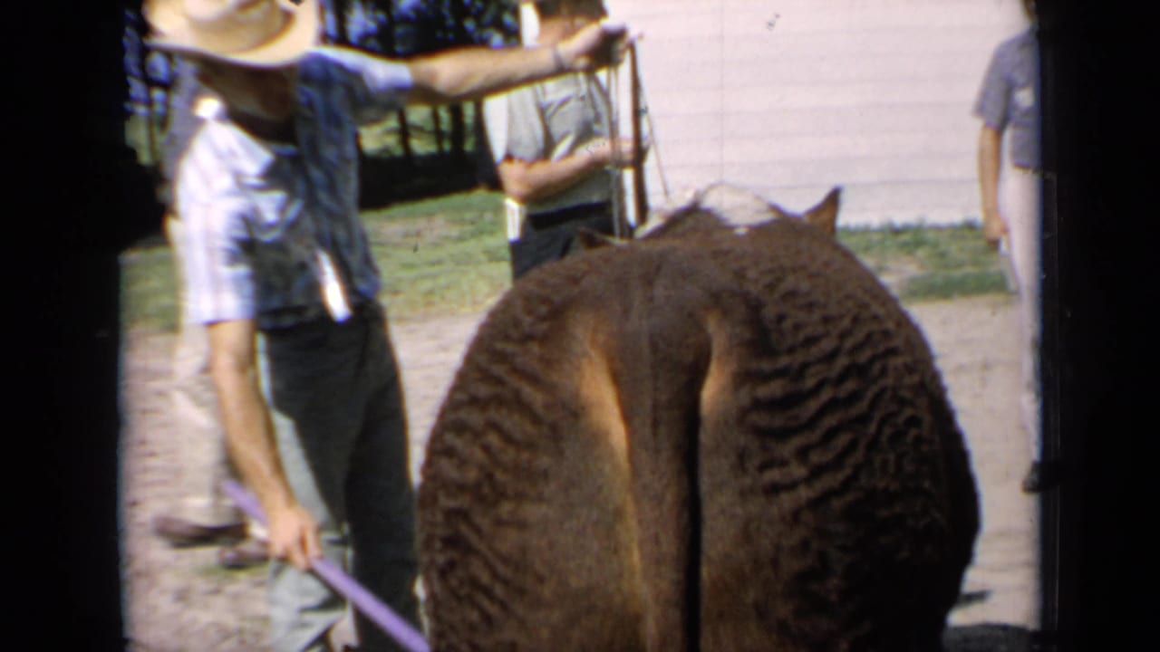 Kansas 1964 frame showing a handler with a lead rope beside a Hereford cow at the fairground.