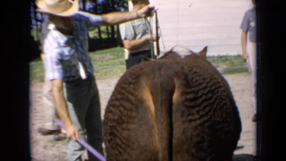 Kansas 1964 frame showing a handler with a lead rope beside a Hereford cow at the fairground.