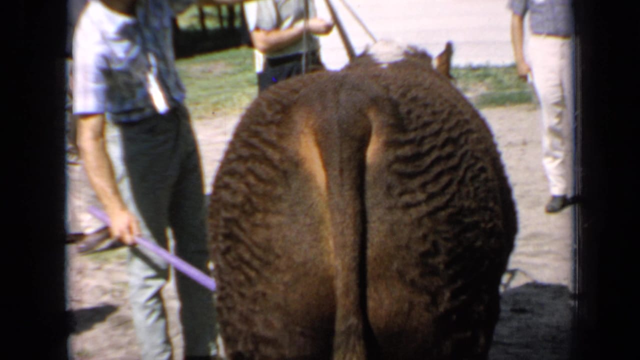 1964 Kansas 8mm frame showing the rear of a Hereford bull as men stand around it during an outdoor livestock presentation.