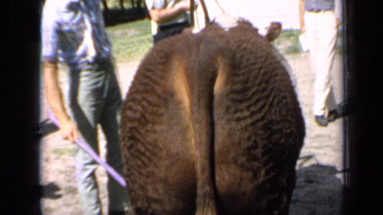 Hereford bull seen from behind with a handler holding a purple lead rope.