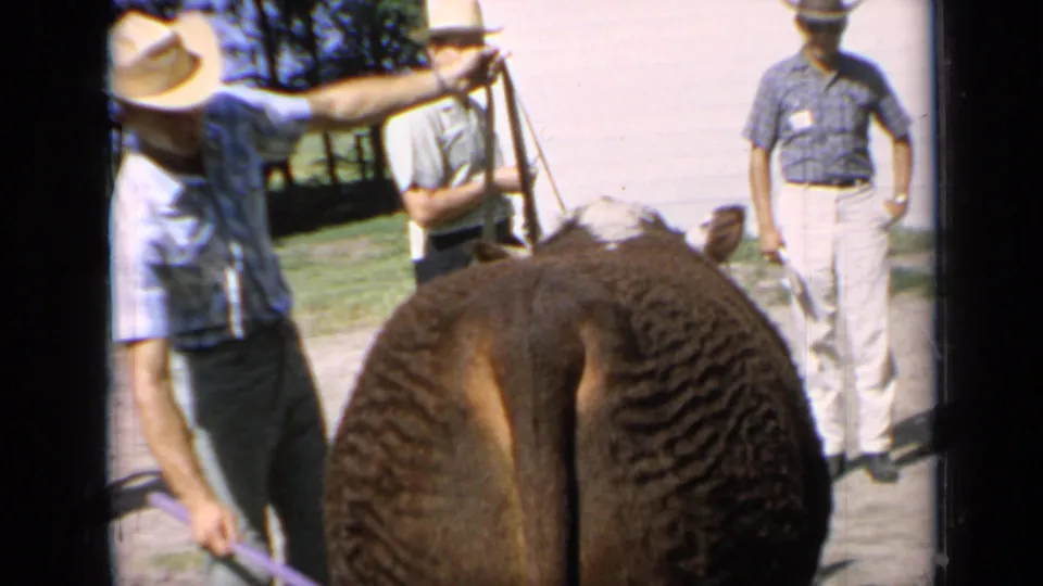 A man in a straw hat reaches over the Hereford bull while other men watch in this 1964 Kansas livestock-show frame.