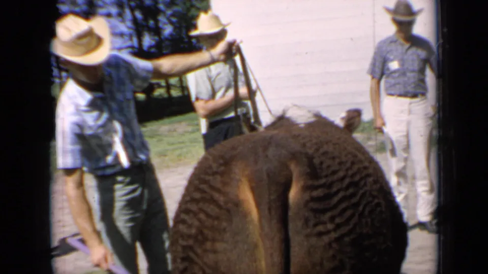 The final frame keeps the Hereford bull centered from behind, with adult men and a handler visible in the sunlit Kansas show area.