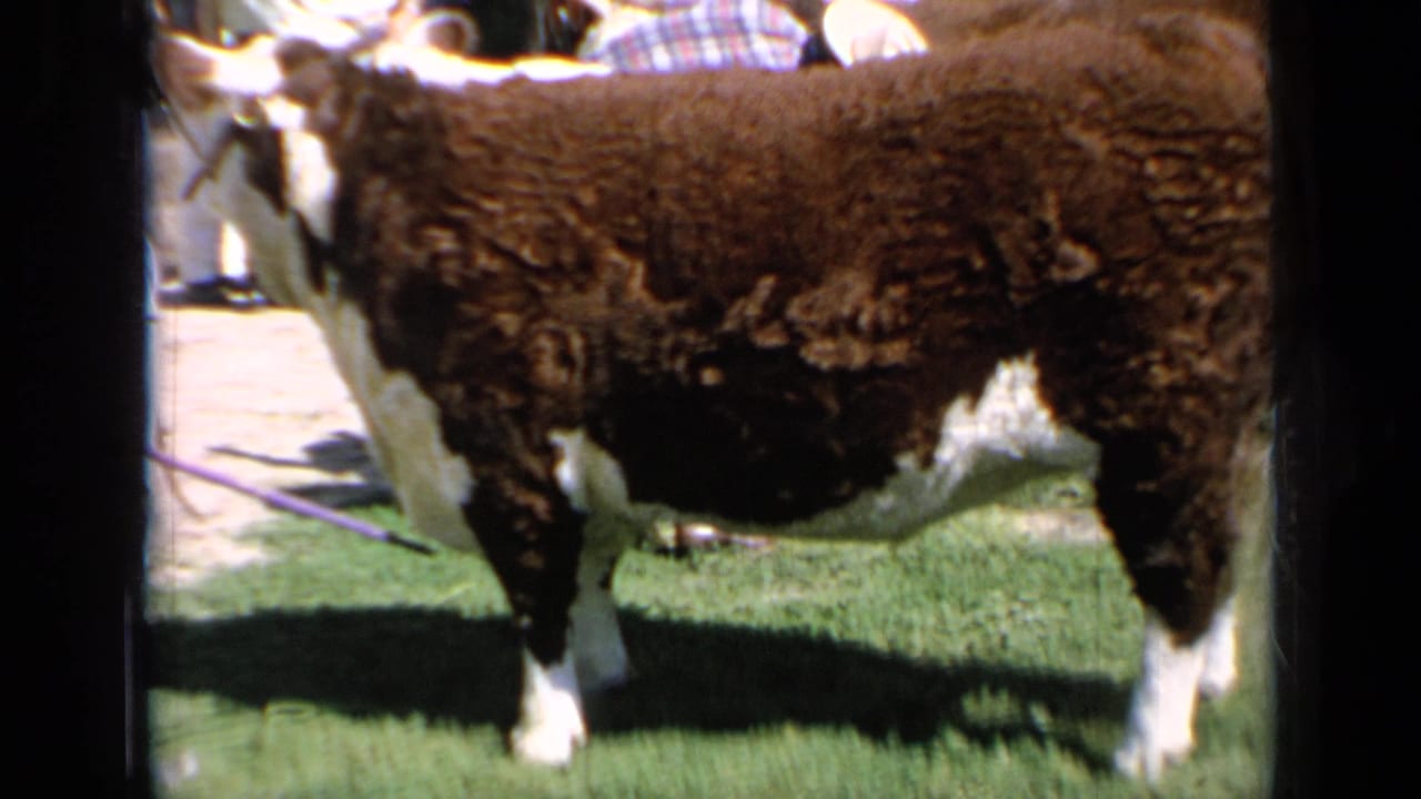 Brown and white Hereford bull standing on grass with people partly visible behind it.