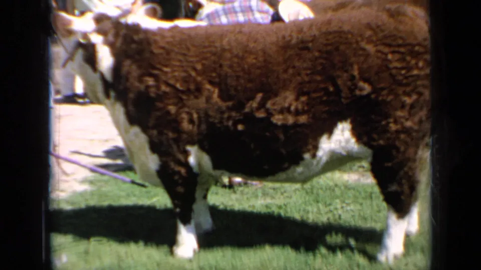 Hereford bull at a Kansas livestock show in 1964, seen side-on in bright sun with spectators partly visible behind it.