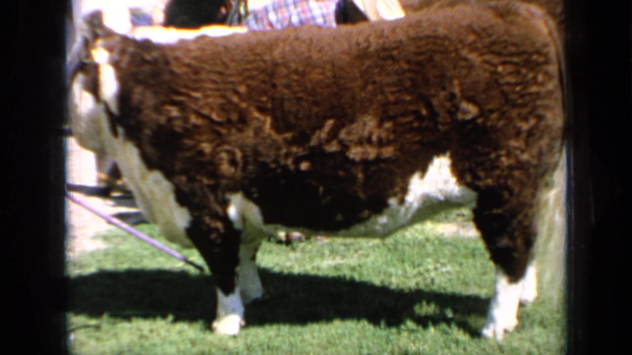 Side view of the Hereford bull in Kansas, 1964, with men and handlers partly visible in the livestock-show background.