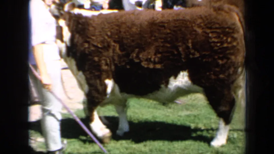 Closer 1964 Kansas livestock-show view of the bull's curly coat and white legs, with a handler partly entering the frame.