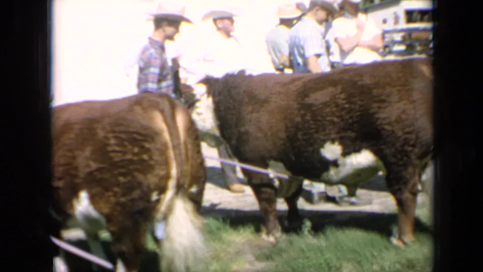 Kansas livestock-show frame from 1964 with the Hereford bull, another animal in front, and men in hats standing behind.