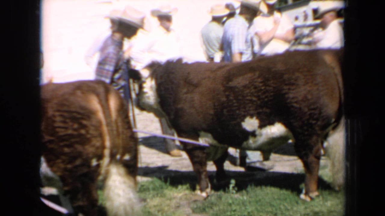 Hereford cattle stand on grass while men in cowboy hats gather behind them.