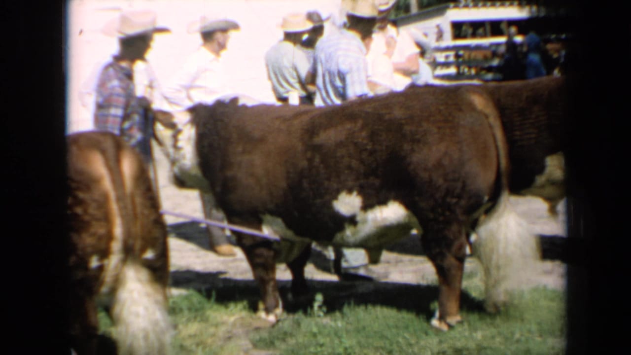 Kansas 1964 frame of a large Hereford cow seen side-on as handlers and spectators stand near a showground fence.