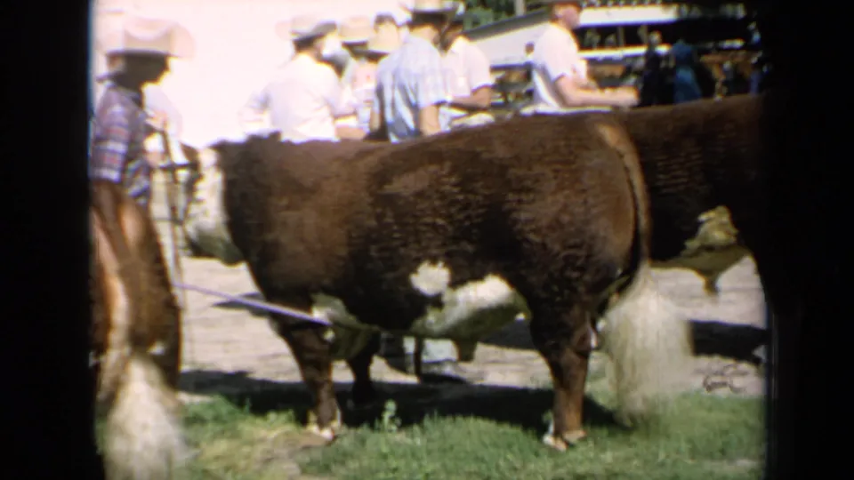 Kansas 1964 livestock-show frame with Hereford cattle in the foreground and men in hats clustered near fencing.