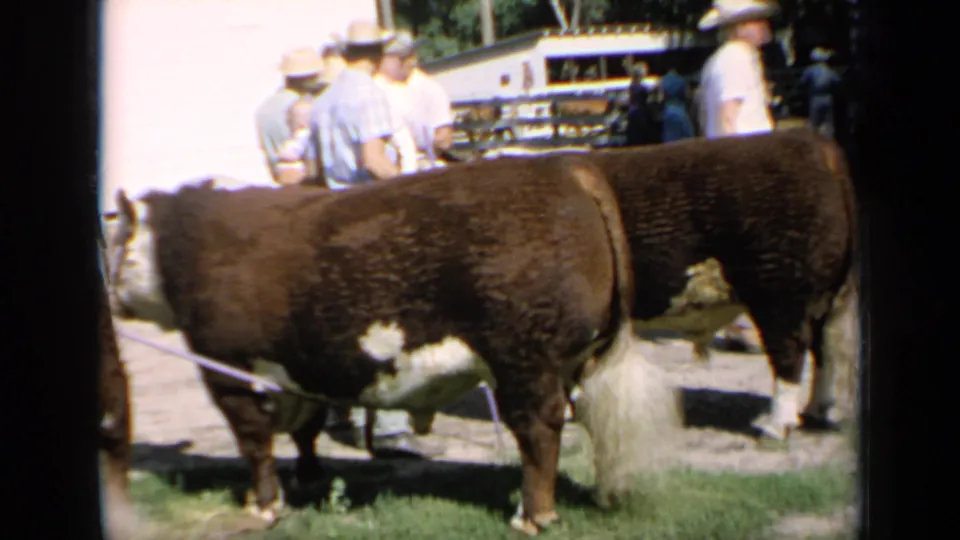 Kansas 1964 home-movie frame showing a Hereford cow on grass with men and showground fencing behind it.