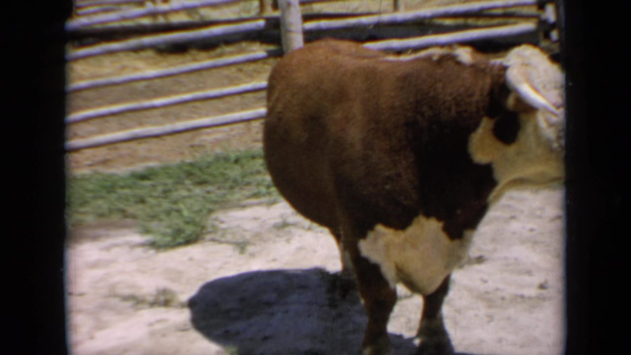 Brown and white horned bull standing in a dusty fenced pen.