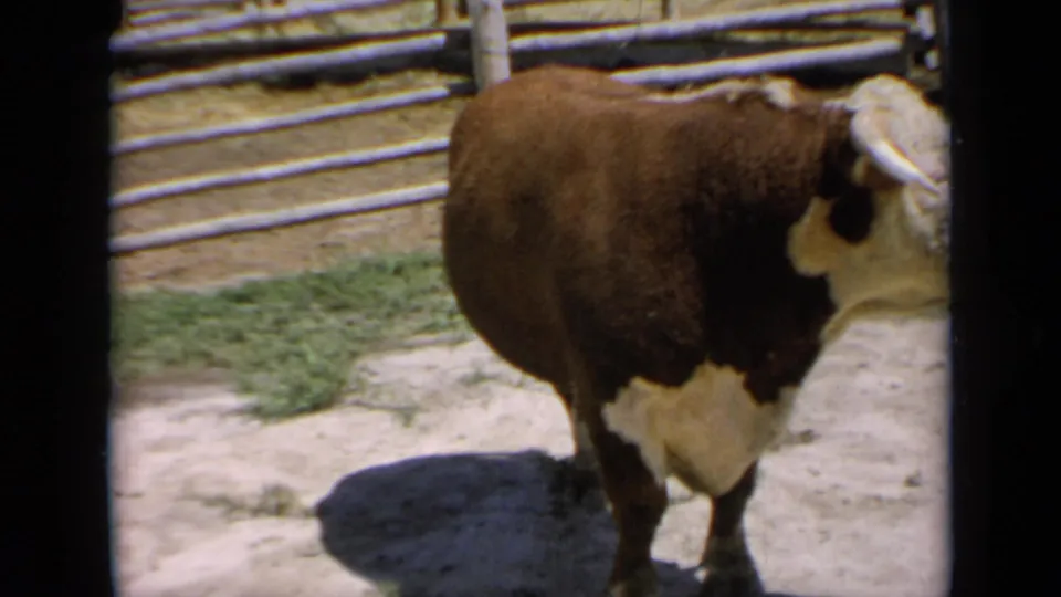 A brown and white horned bull stands in a dusty Kansas livestock pen in 1964 home-movie footage.
