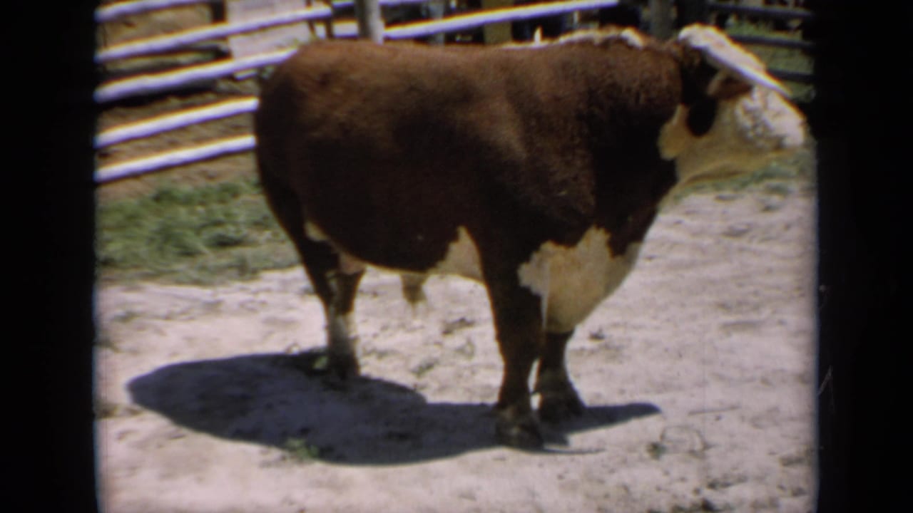 The bull stands in side view near pen fencing, with strong sunlight and a dark shadow across the dirt.