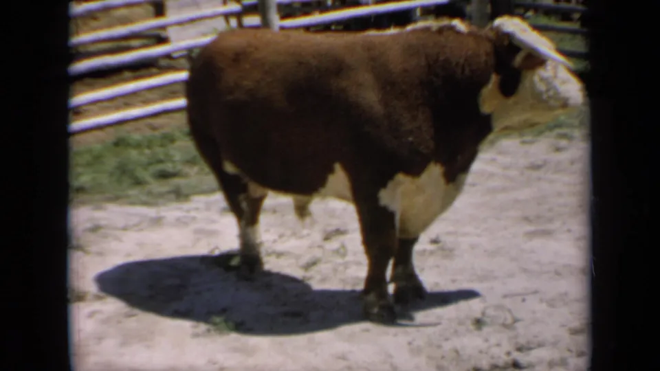 A close handheld view shows the horned bull standing in the dusty pen with fencing behind it.