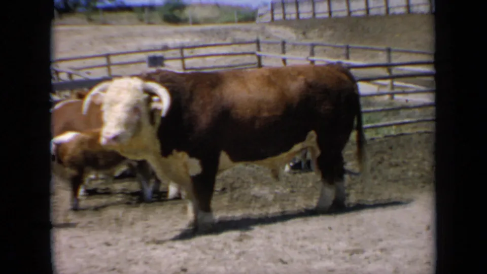 The bull stands in a Kansas pen while another bovine is partly visible behind it near the fencing.