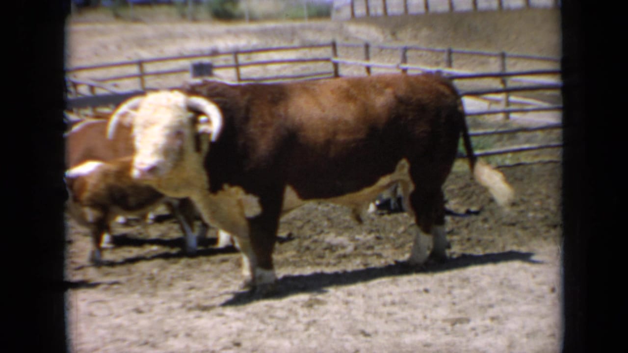 Hereford bull standing in a dusty corral with another cow partly visible behind it.