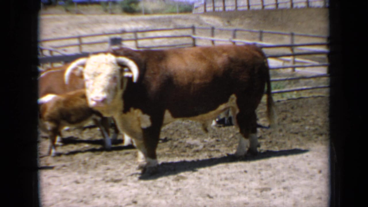 1964 Kansas 8mm frame showing a Hereford bull side-on in a sunlit corral with other cattle partly obscured.
