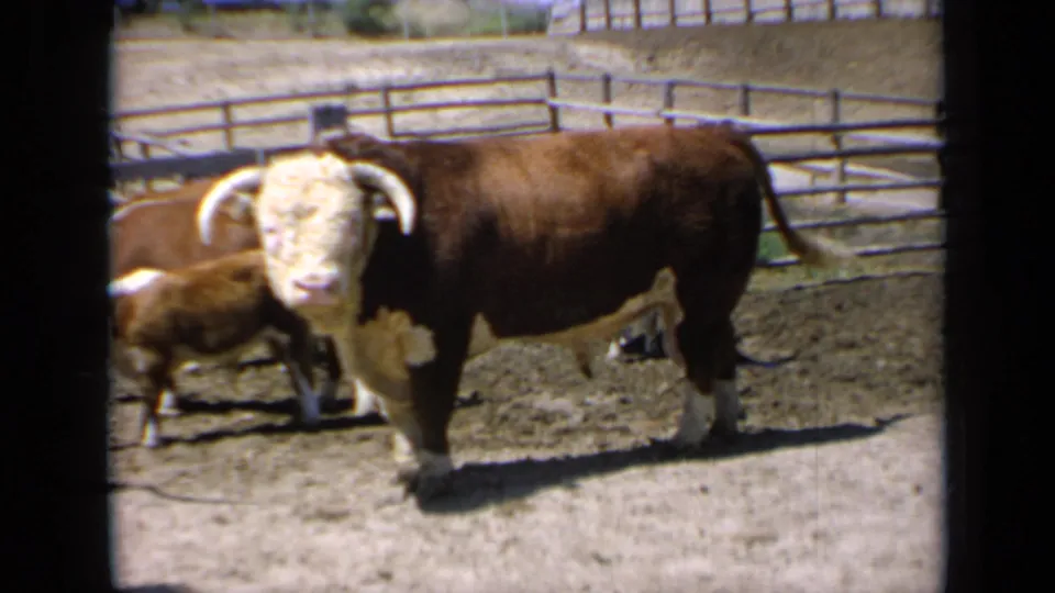 1964 Kansas 8mm frame of the Hereford bull looking toward the camera, with another cow close behind in the corral.