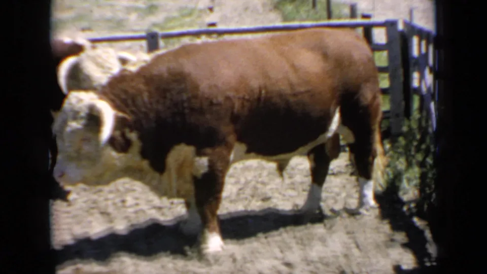 1964 Kansas 8mm frame showing the Hereford bull in side view near corral fencing and brush at the edge of the yard.