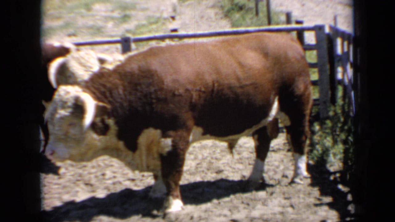 Brown-and-white bull standing side-on in a dusty fenced pen.