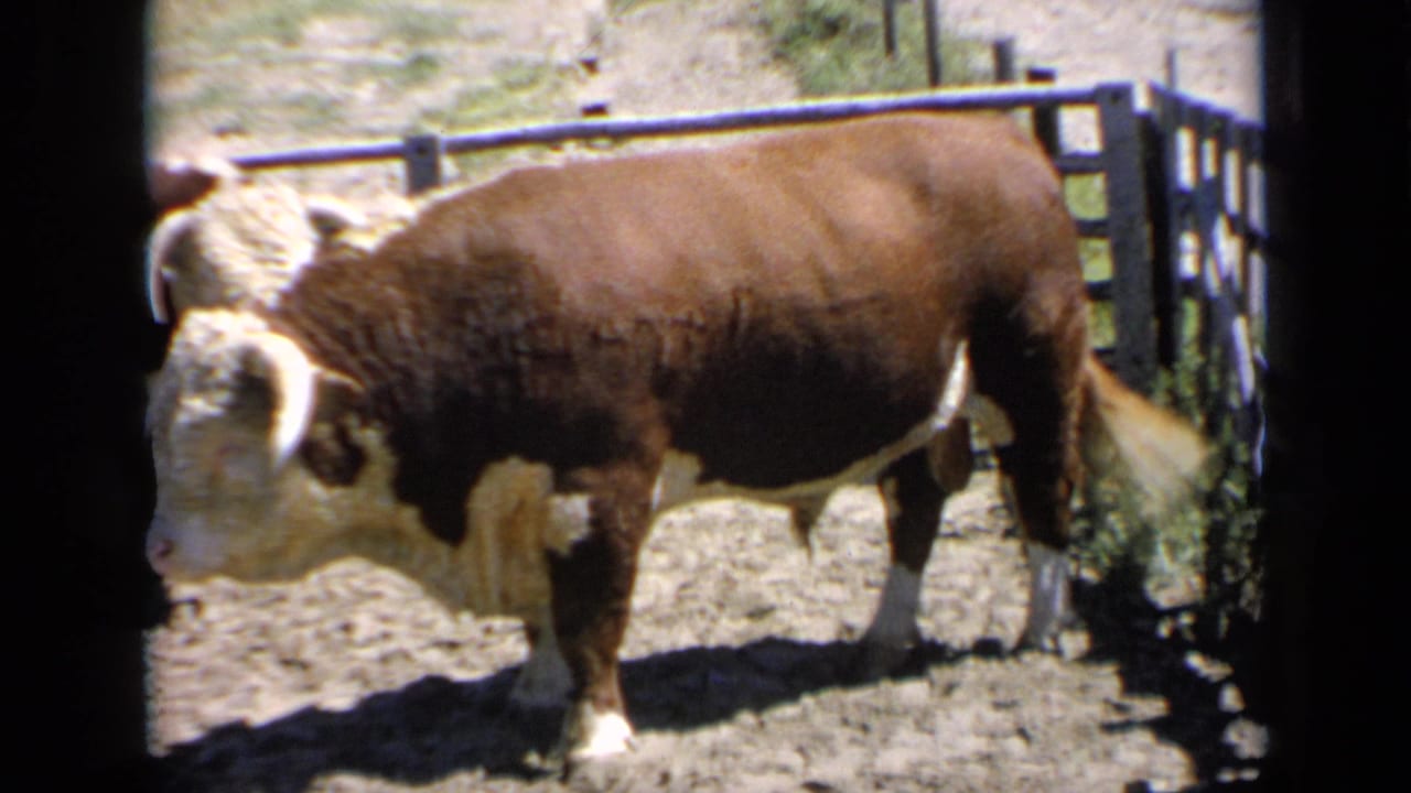 Bull standing in profile near a wooden fence in bright sunlight.