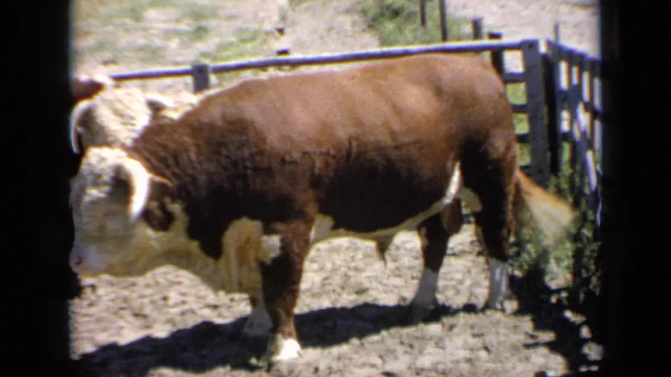 Large brown-and-white bull in a Kansas outdoor pen, filmed in profile on 8mm with bright sun and dark frame-edge borders.