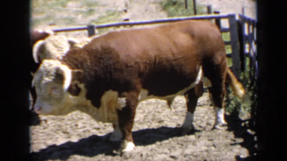 1964 Kansas home-movie still showing a brown-and-white bull standing side-on in a dusty stock pen with fencing and hard shadows.
