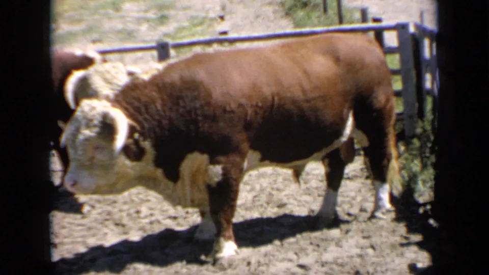 A large brown-and-white bull stands in a Kansas fenced pen, with dusty ground, wooden rails, and warm 8mm color visible.