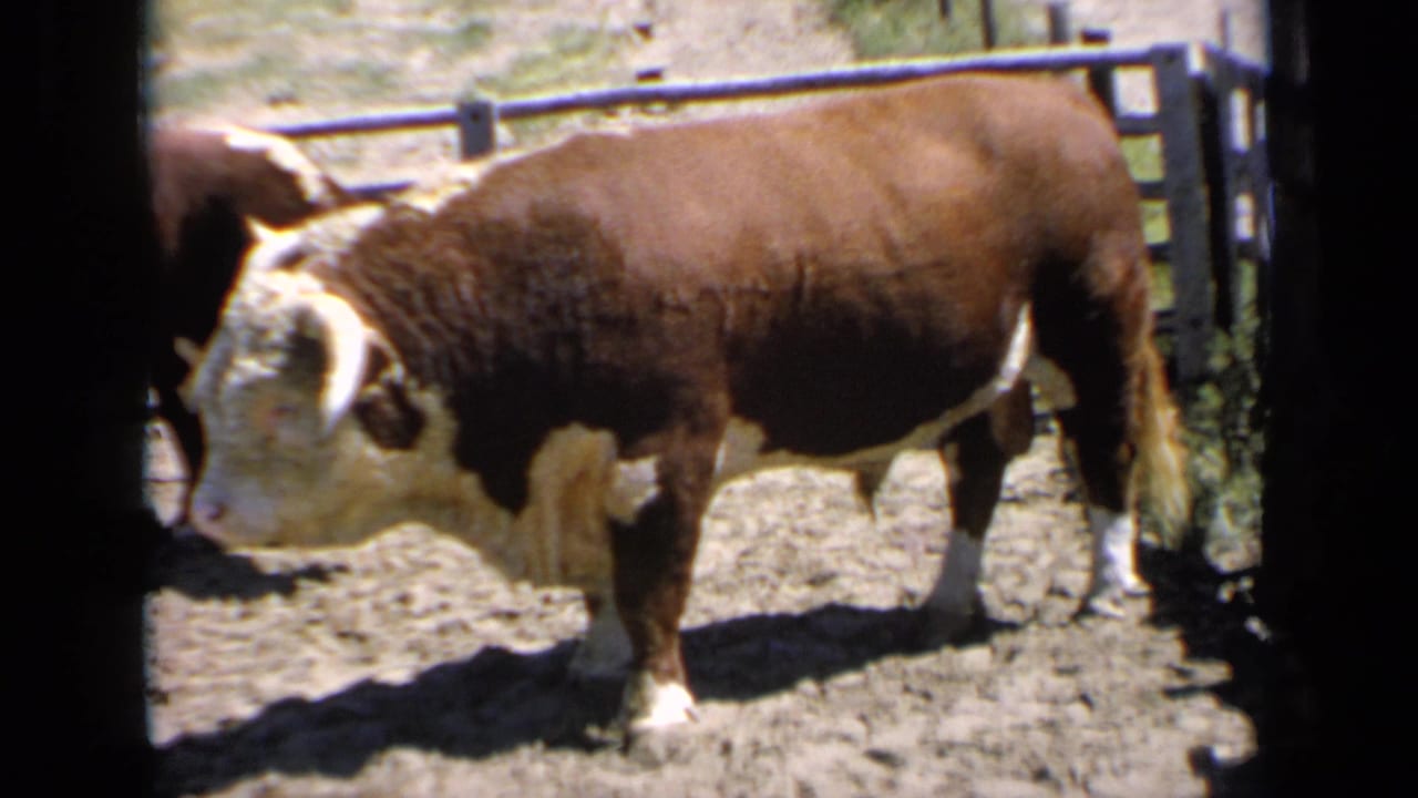 Brown-and-white horned bull standing sideways in a dusty corral.