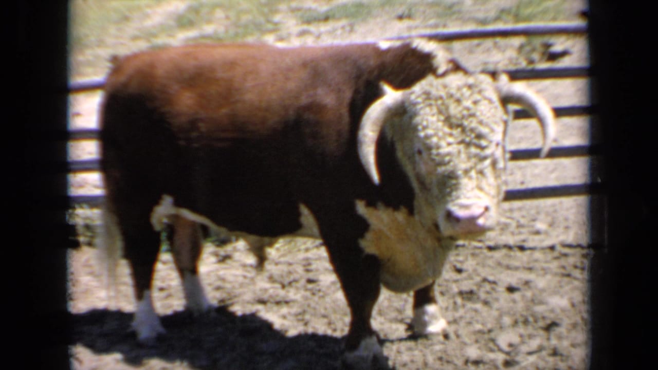 Horned bull facing the camera in a fenced dirt corral.