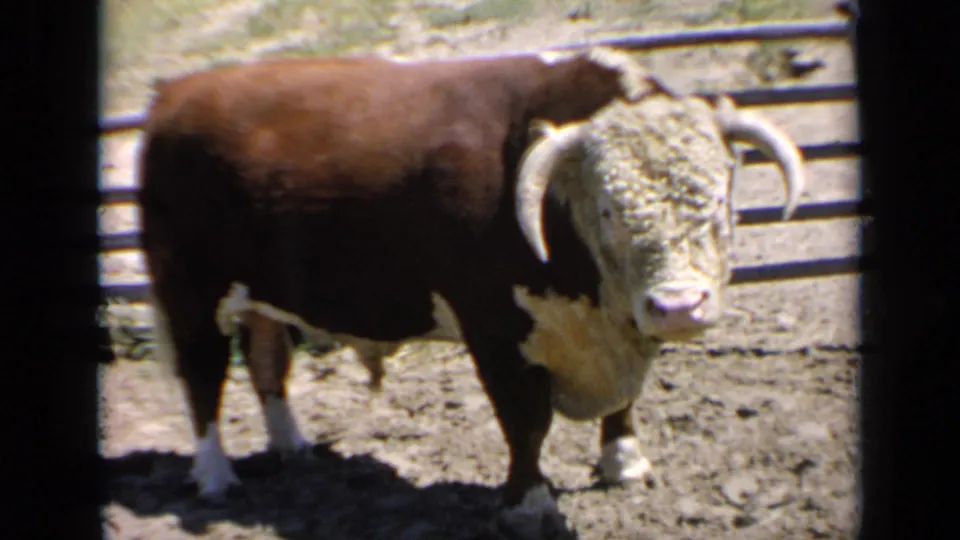 1964 Kansas 8mm frame with the bull close to camera, its white face, curved horns, and brown body filling the corral view.