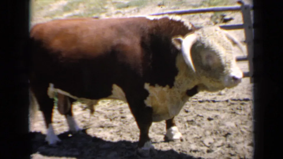 1964 Kansas 8mm frame of the horned bull angled toward the camera, standing on dry ground inside a fenced corral.