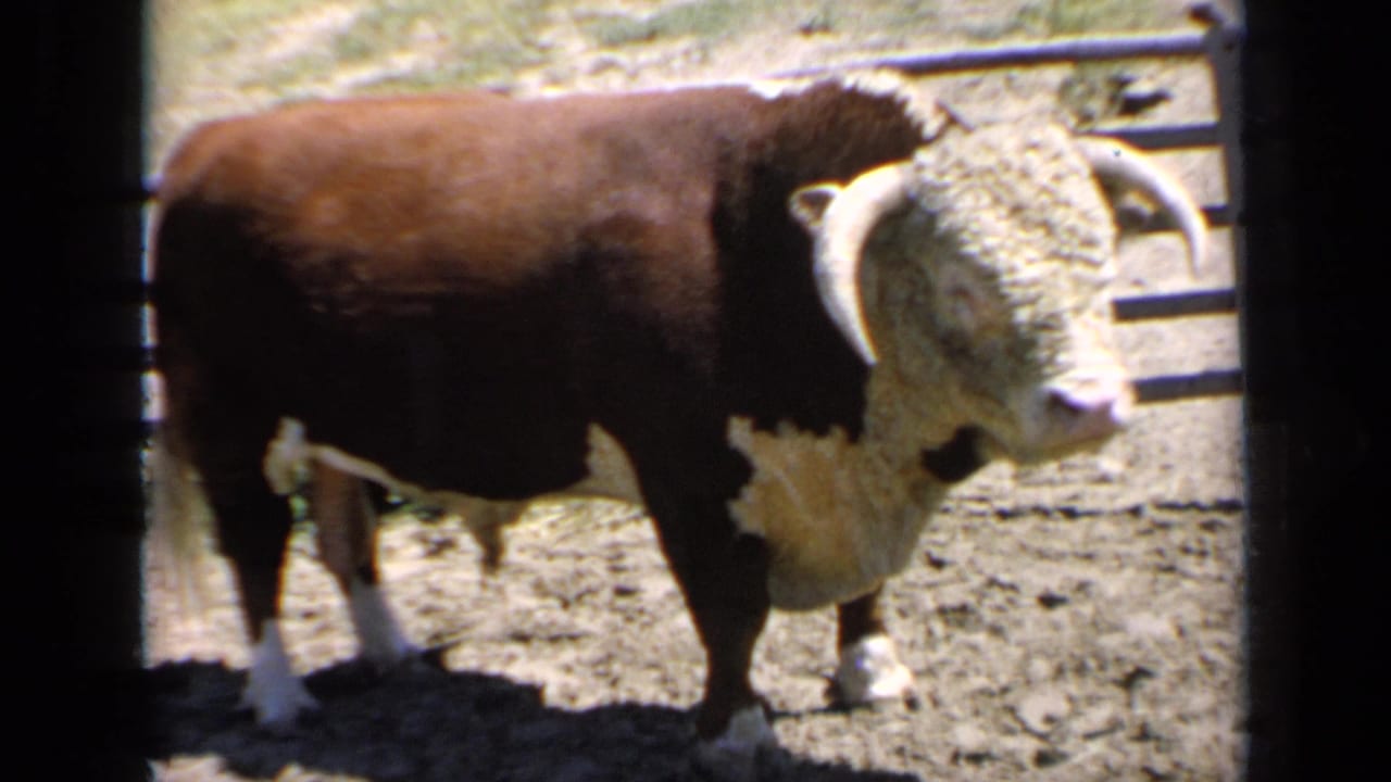 Hereford bull standing in a dusty corral near rail fencing.