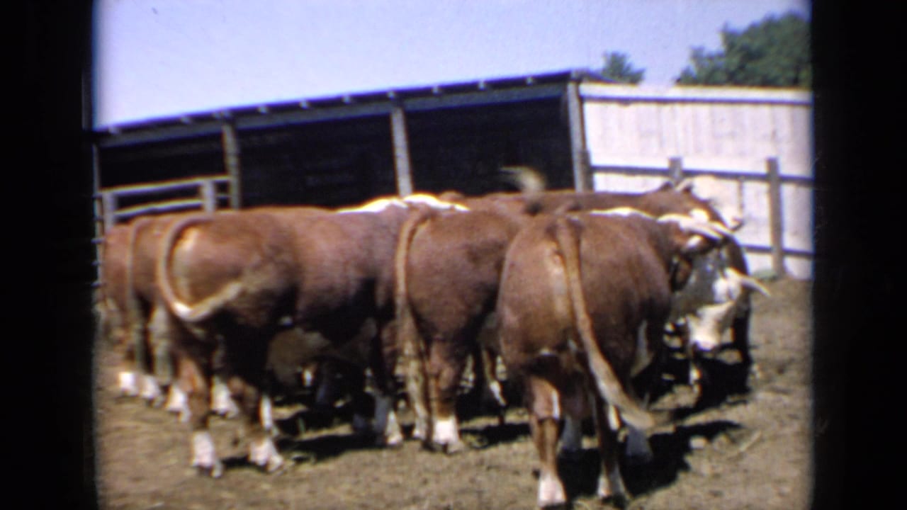 Several Hereford bulls stand together inside a fenced Kansas corral, with a simple shelter behind them.