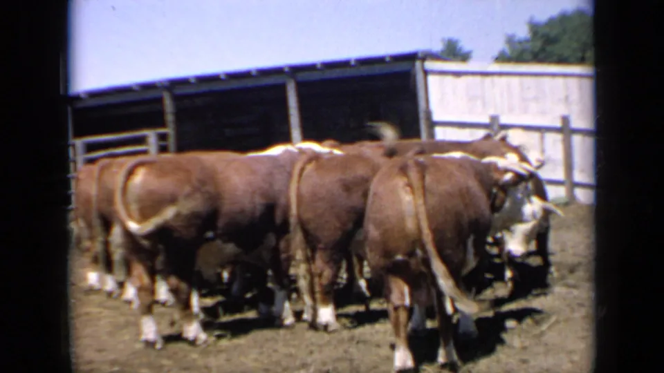 Several Hereford bulls stand together inside a fenced Kansas corral, with a simple shelter behind them.