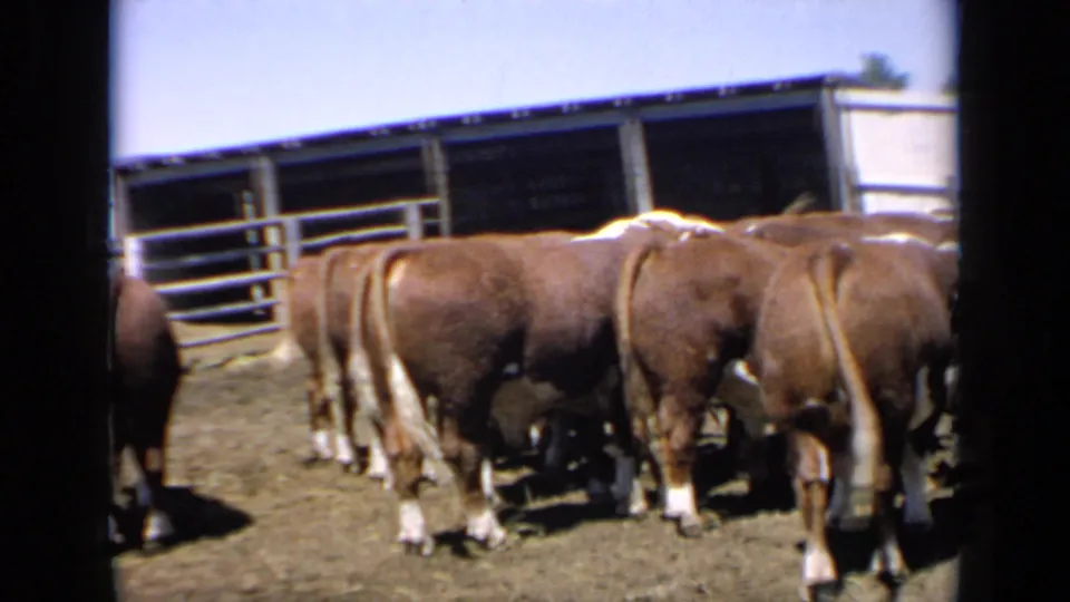 The camera looks toward the backs of Hereford bulls standing close together in a sunny Kansas corral.