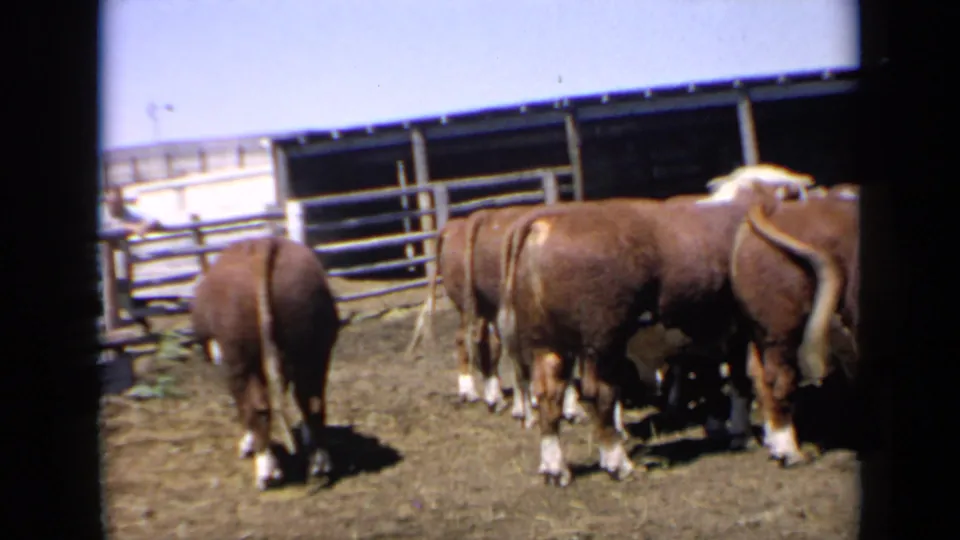 Hereford bulls remain gathered in the Kansas farm corral, with fencing, shelter, and sunlit dirt visible around them.