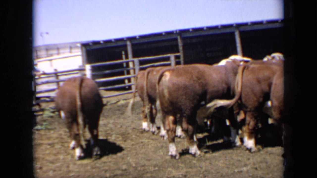 Brown cattle with white markings stand grouped in a dusty Kansas ranch corral in 1964 home-movie footage, with fencing and a low shelter behind them.