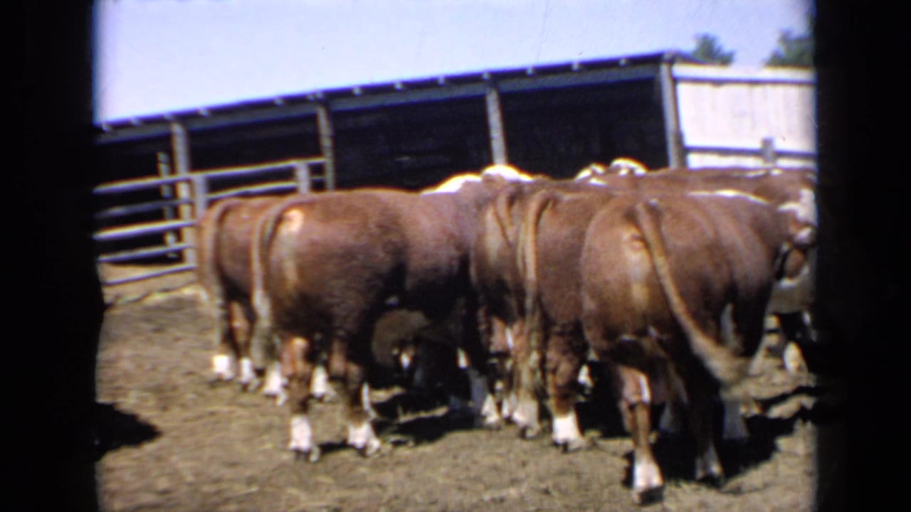 A group of brown cattle stands near fencing and a ranch shelter.