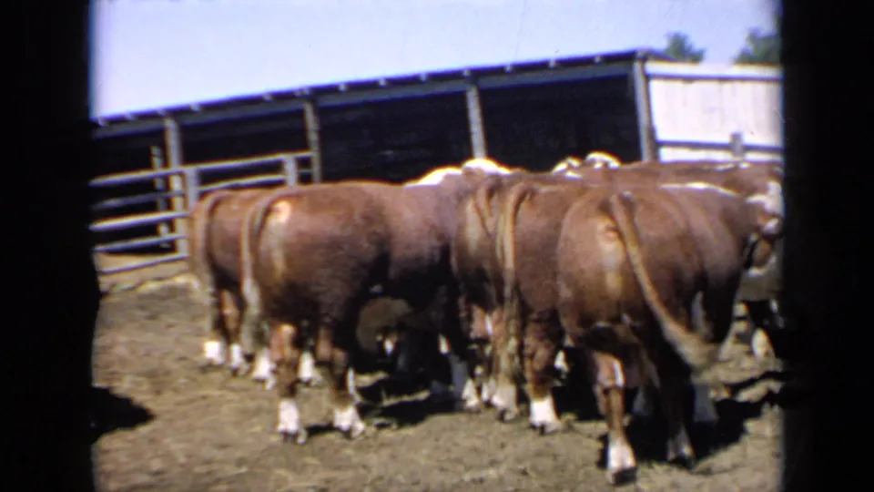 Several brown cattle cluster near metal fencing and a simple ranch shelter in 1964 Kansas 8mm footage, seen from a handheld home-movie viewpoint.