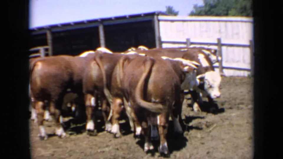 Brown and white-marked cattle stand tightly together inside a dusty fenced pen on a Kansas ranch, with a wooden fence and open structure in the background.