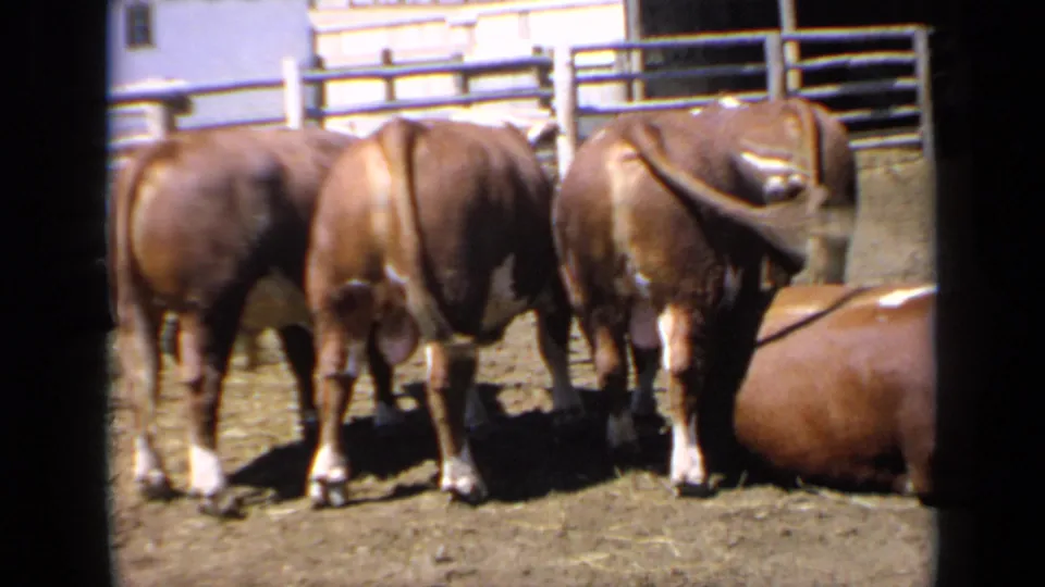 A rear view of brown cattle in a Kansas ranch corral shows animals beside wooden and metal fencing, with one cow lying partly visible at the lower right.