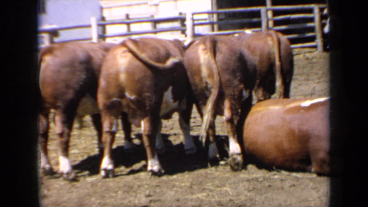 White-faced auburn cattle standing and lying in a dirt corral beside wooden fencing.
