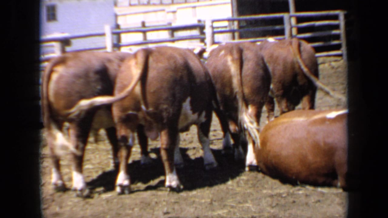 Several cattle stand close together in a corral, with one lying animal at the right edge.